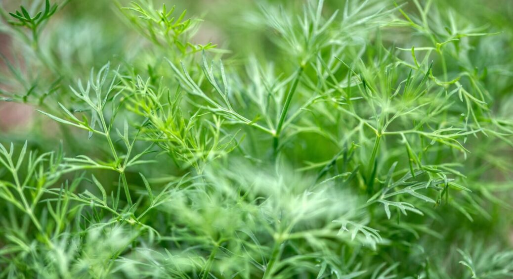 Це підживлення для кропу – просто супер: виросте пишним, соковитим і насиченим 