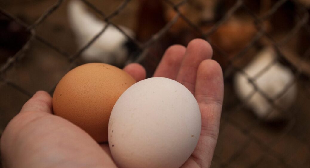 В курнику буде сухо, без запаху, і кури будуть нестися краще, ніж влітку – “лайфхаки” березня 