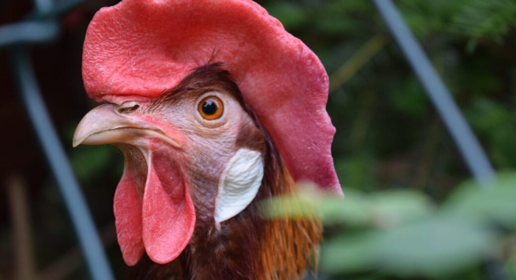 Вигул курей на весні: ТОП-4 причини того, чому не варто випускати своїх птахів на подвір’я 