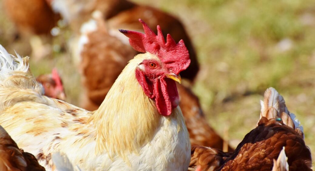 Розумні фермери додають кропиву в корм для курей: ефект помітний вже через 7 днів 