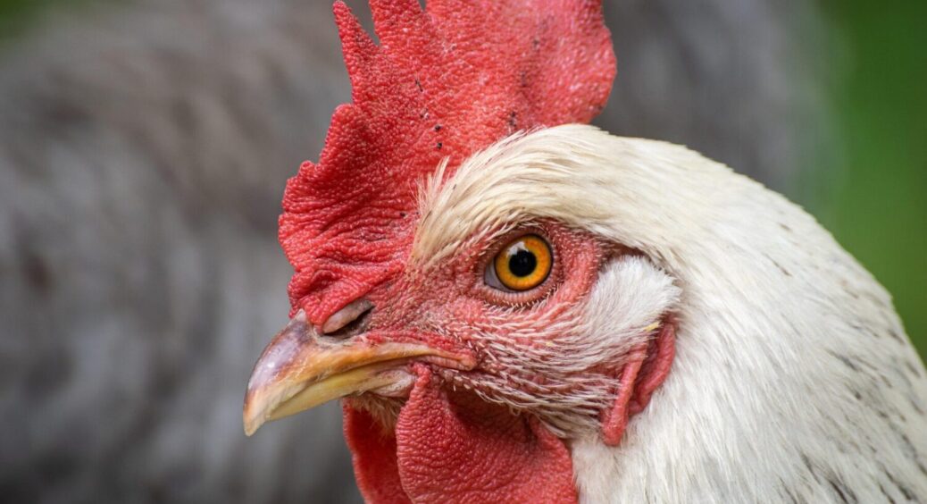 Чому насправді попіл не захищає курей і курник від шкідників: власники птахів скаржаться на це 