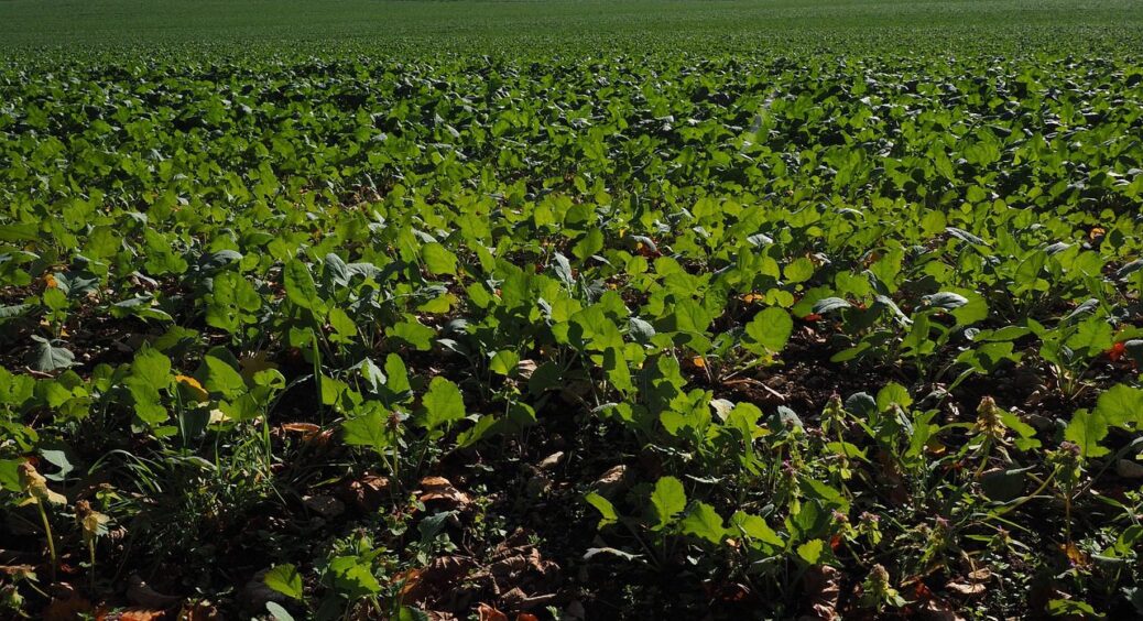 Ці 5 сидератів здатні замінити гній: навіть найбідніший ґрунт стане родючим чорноземом 