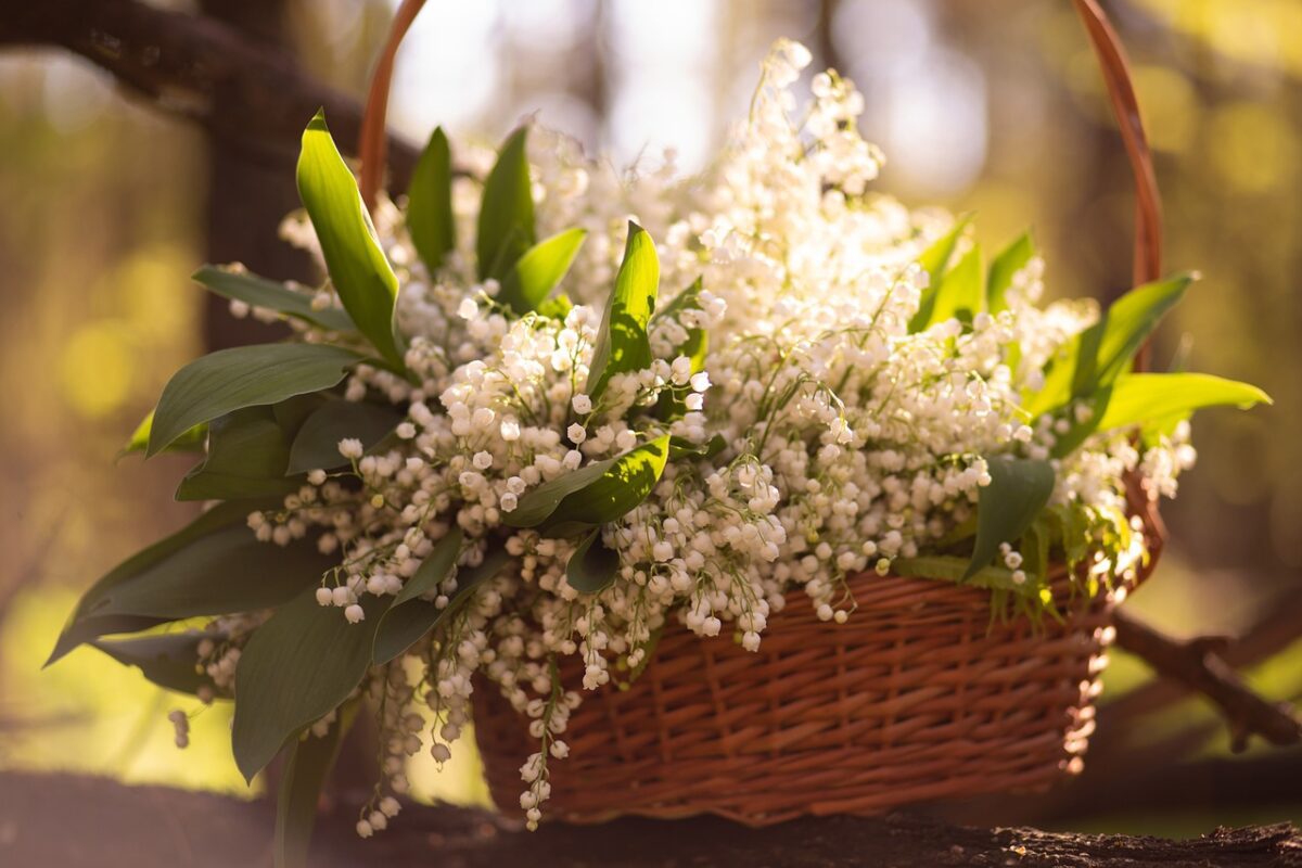 Тіньолюбні рослини, які прикрасять ваш сад