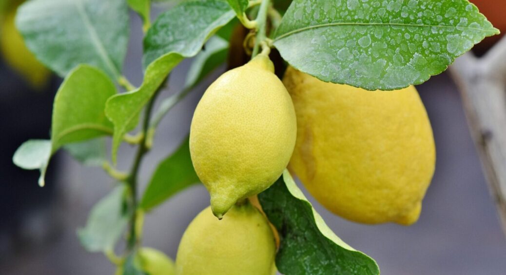 Як обрізати лимонне дерево? Цитрусів буде справжнє море, якщо ви зробите ці 2 прості дії 