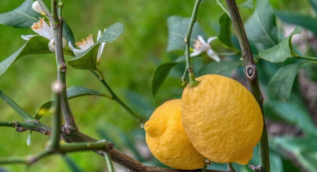 Лимони надворі: як виростити розкішний урожай цитрусових – так роблять на Одещині 