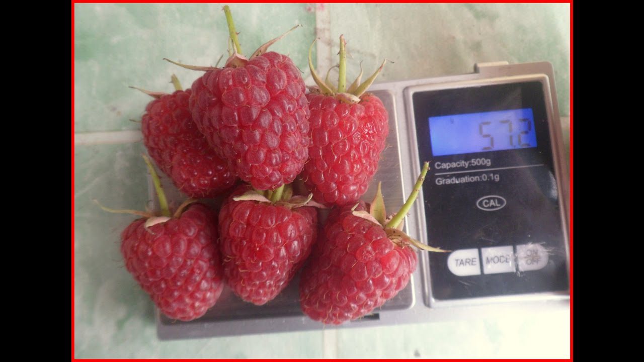 Характеристики ремонтантної малини Зюгана