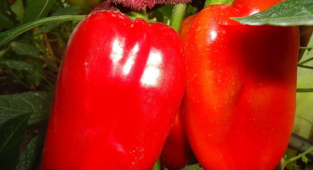 З ранніх перців тільки цей! Супер витривалий, а стінка 7 мм — ідеальний для будь-якого регіону 