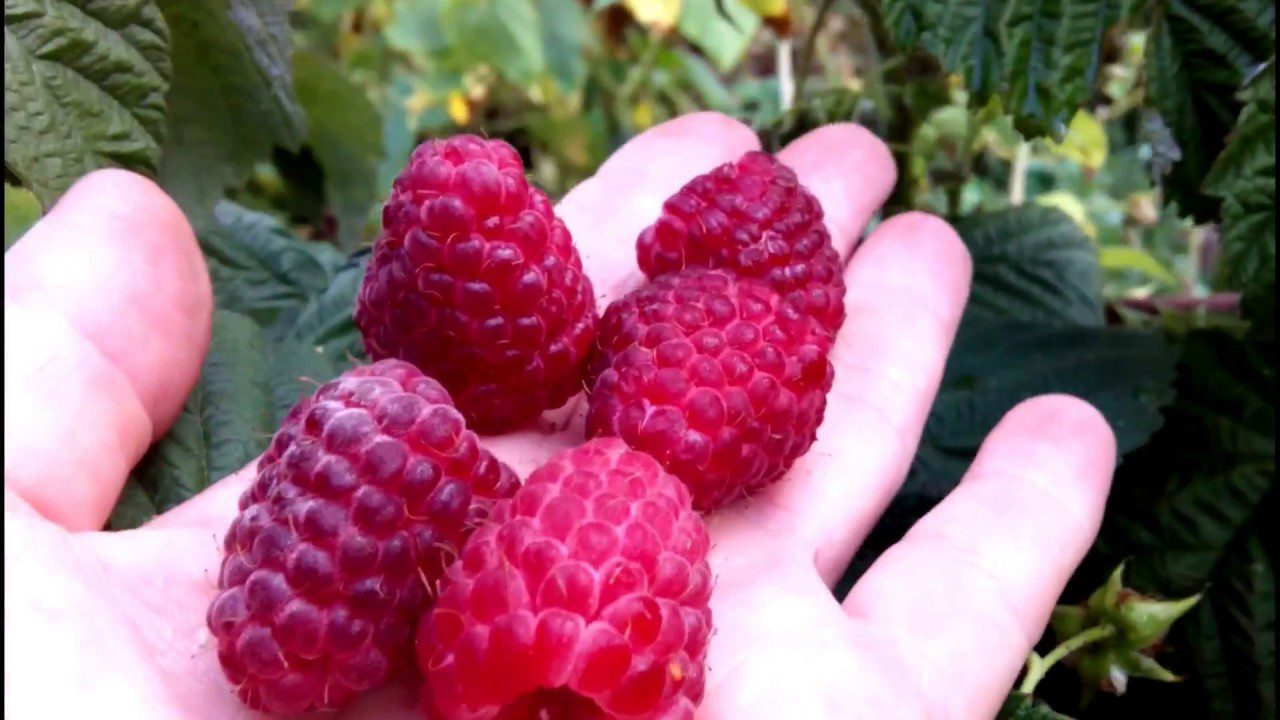 Найкращий сорт малини для вирощування в Київській області