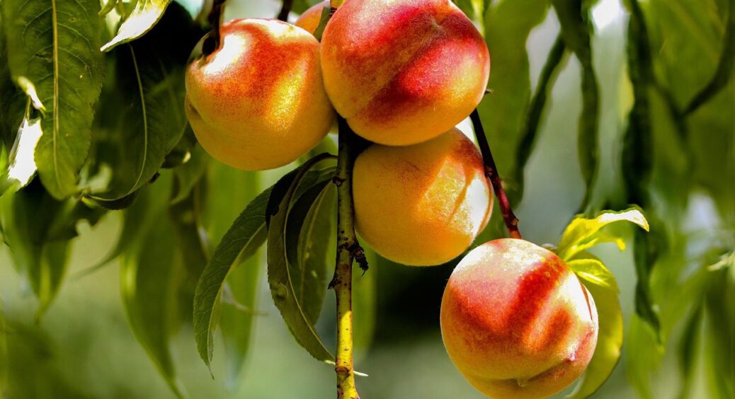 Ваш персик вже не той! Лише 1 хвороба, і дерево ніколи не стане таким, як було колись 