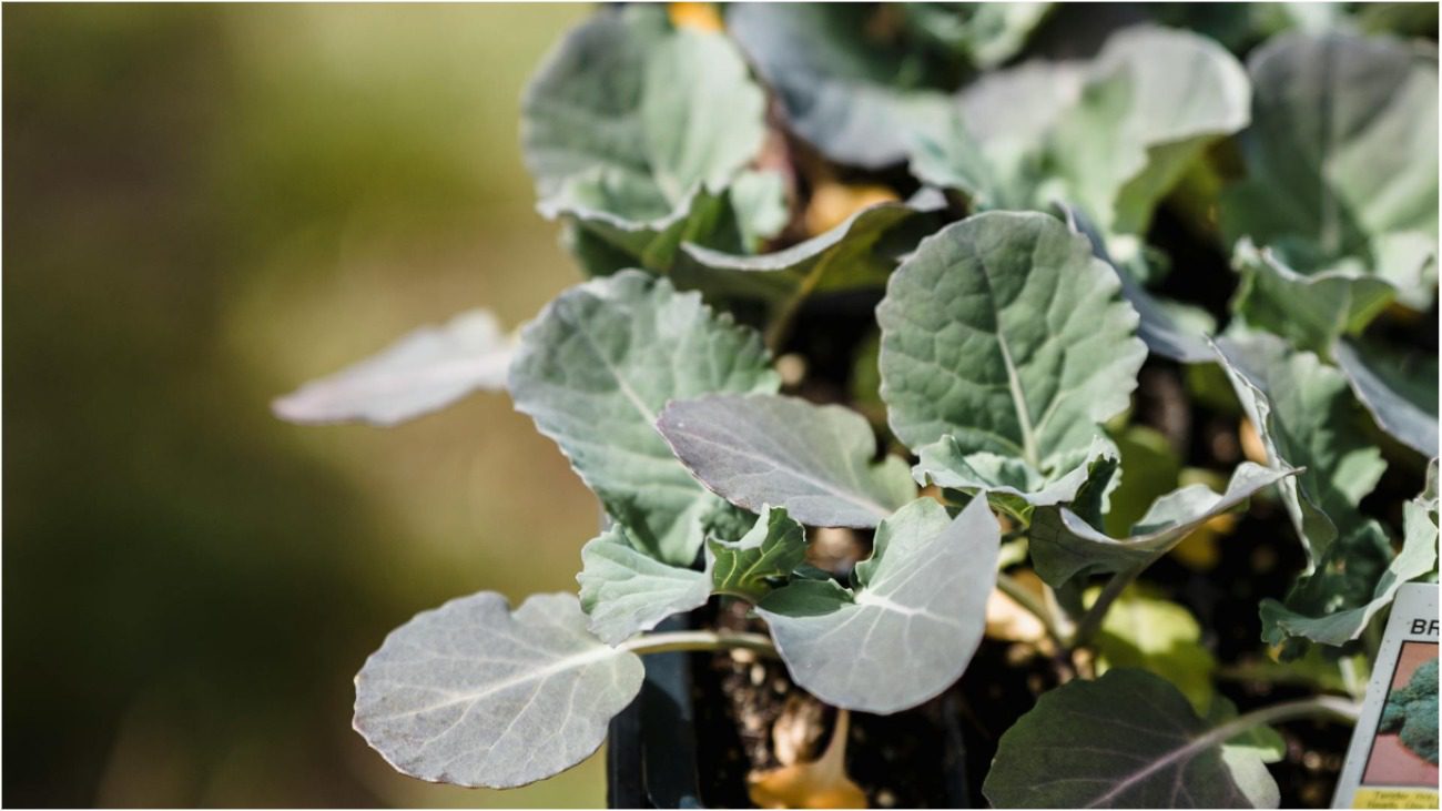 Правила вирощування здорової та сильної розсади капусти