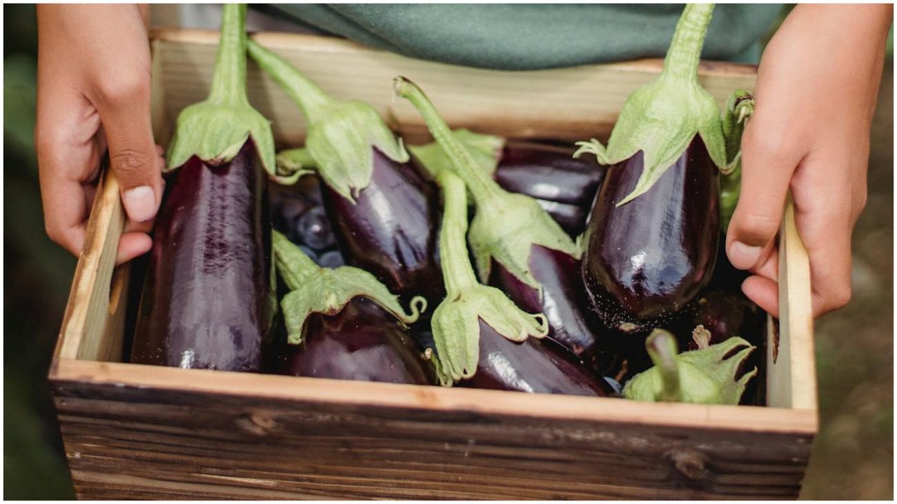 Найкращі сорти баклажанів