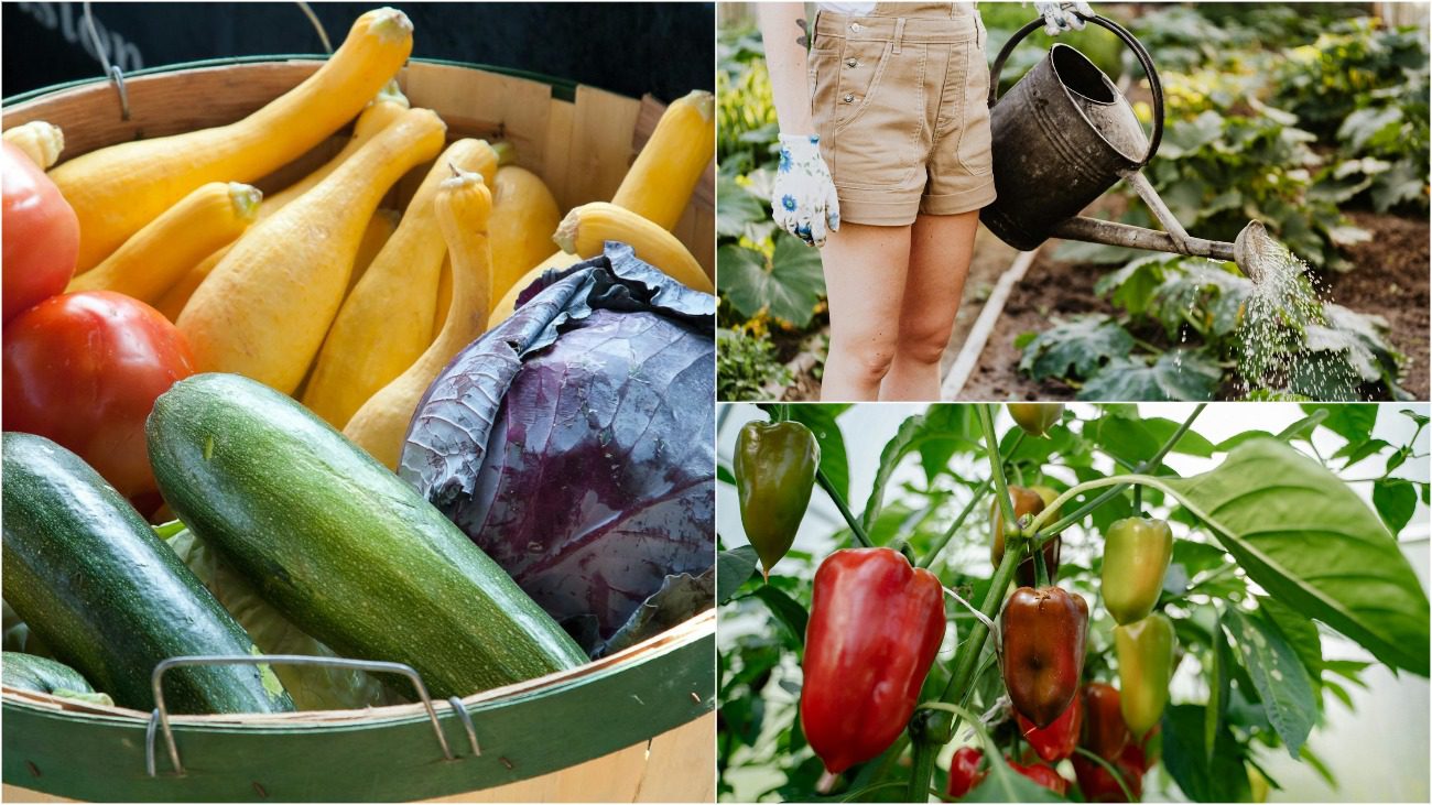 Агроном розповів, як не загубити урожай в спеку