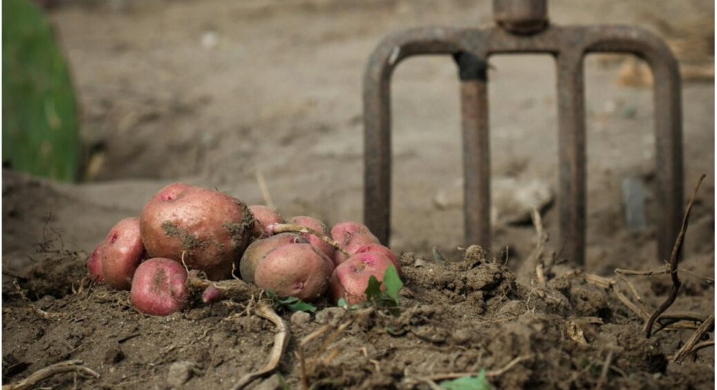 Це треба встигнути розкидати по городу до кінця березня: у вас ще є 2 тижні – картопля подякує 