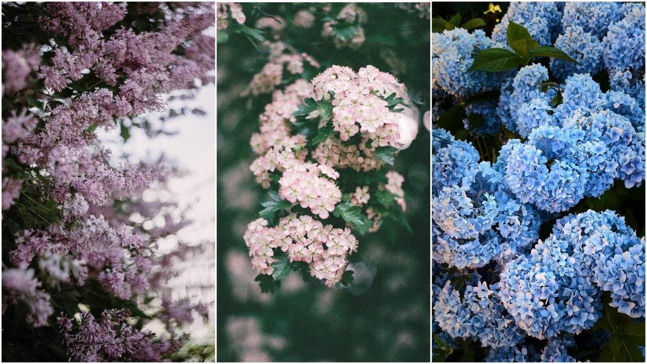 Як створити клумбу з кущів безперервного цвітіння