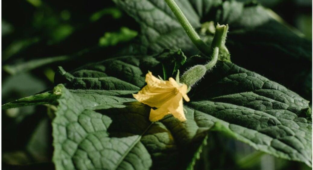 Станете огірковим “магнатом”: цей сорт для Вінницької області завалить урожаєм ледачих дачників 