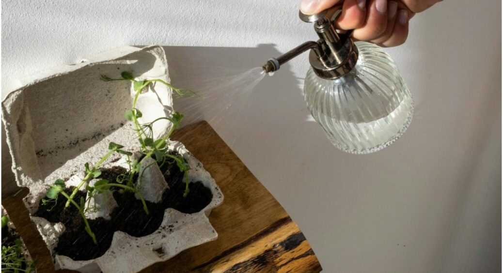 Розкрито секрет поливу розсади: як не засушити і не втопити молоді паростки – всі тонкощі 