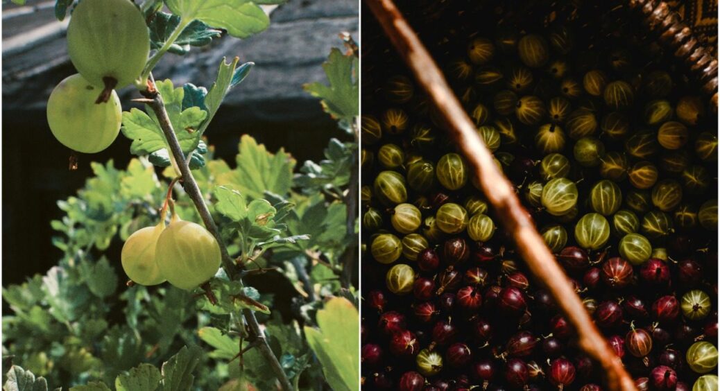 Секрет у ґрунті, а не в добривах: що потрібно аґрусу на Одещині – і ніяких ріденьких врожаїв 