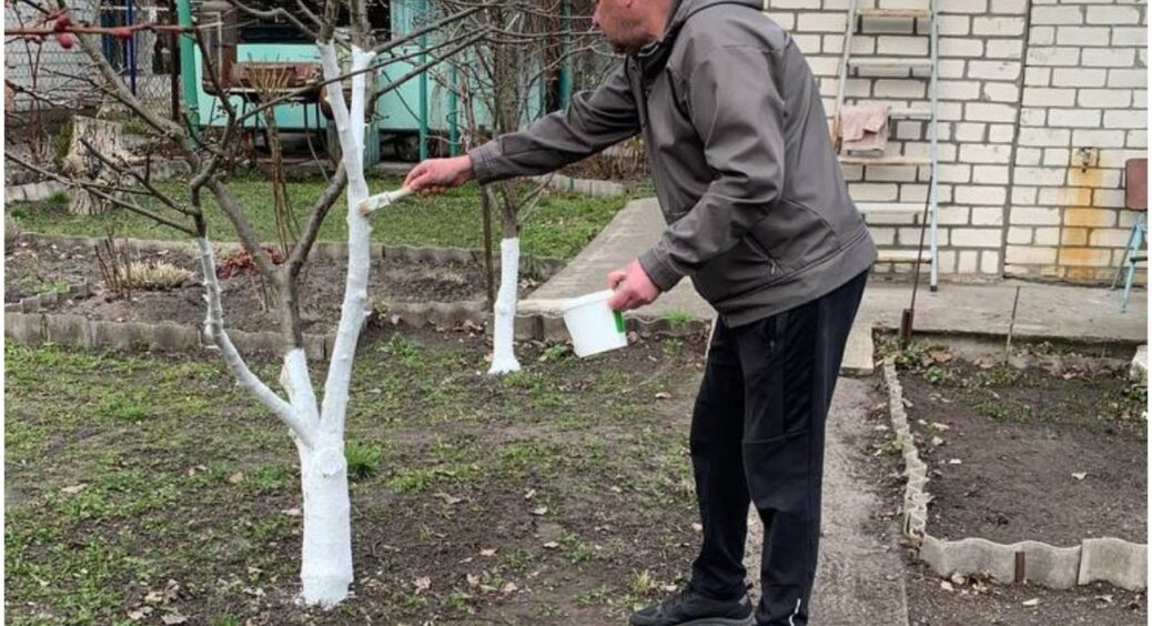 Додаю у відро 1 чайну ложку, і побілка стає вічною: дерева будуть під надійним захистом роками 