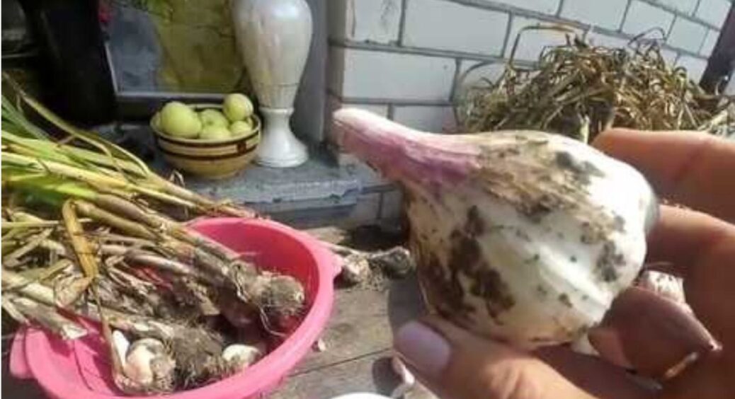 7 шкідників на городі, яких я вивела звичайним настоєм із часнику: простіше простого 