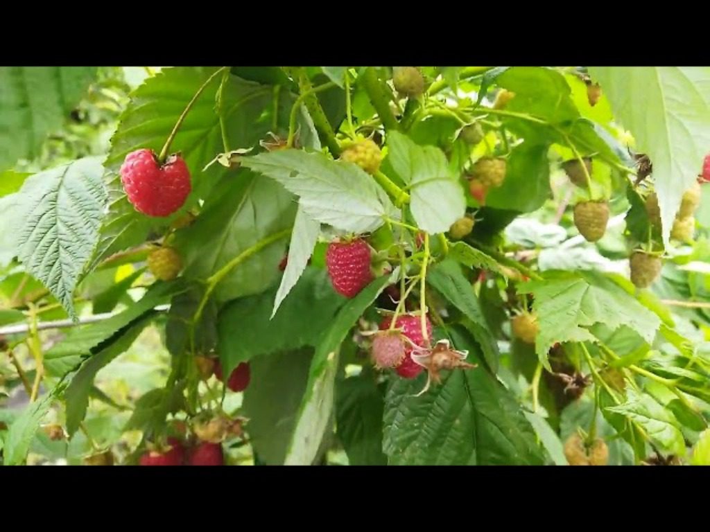 Характеристики ремонтантної малини Зюгана