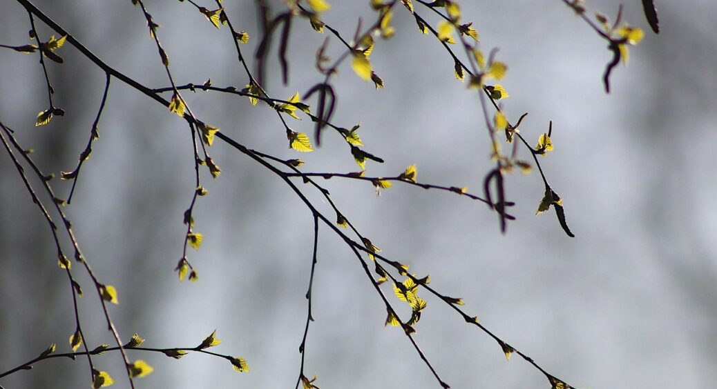 Справжній травневий сюрприз: синоптики розповіли, чого ще чекати українцям від погоди 