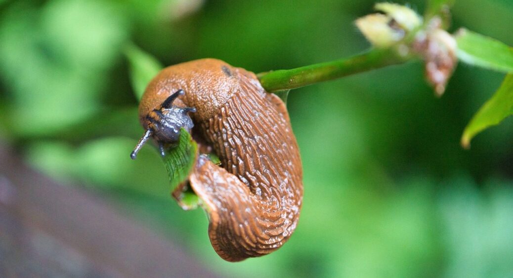 Як позбутися слимаків на ділянці: ефективні заходи боротьби зі шкідником – пастки та приманки 