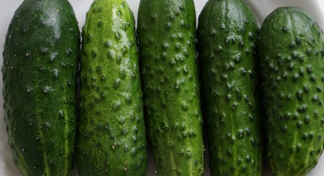 Чемпіони серед огірків 2025: сорти, які дають урожай першими у Рівненській області та на Волині 