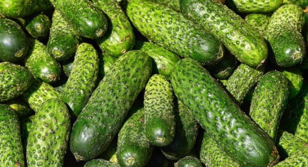 Витривалий самозапильний сорт від німецьких науковців: ці огірки чудово родять в Україні 