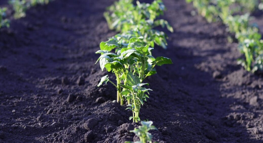 Як врятувати розсаду томатів, що витяглася: 2 дієвих способи, які завжди працюють на “ура” 