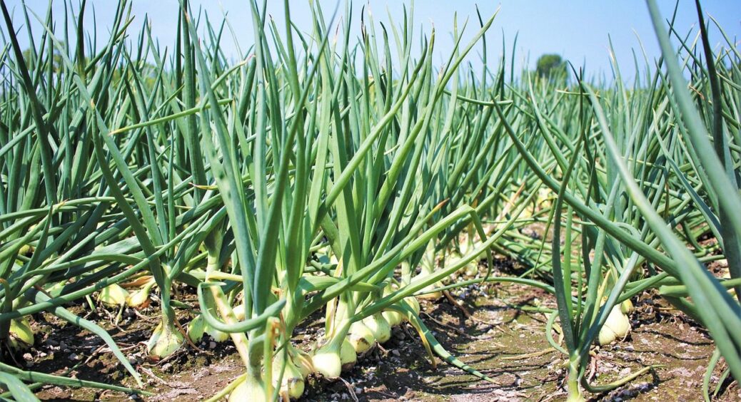 З року в рік саджаю тільки її: найкращий сорт цибулі на перо – дасть врожай через 70 днів 