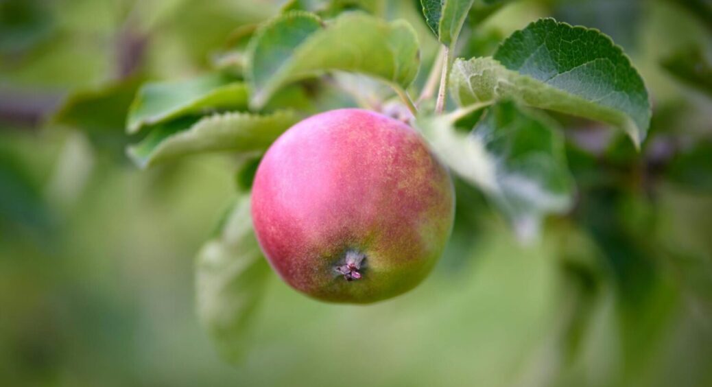Названо 2 добрива, яких яблуня в березні потребує більше, ніж повітря: коштують копійки 