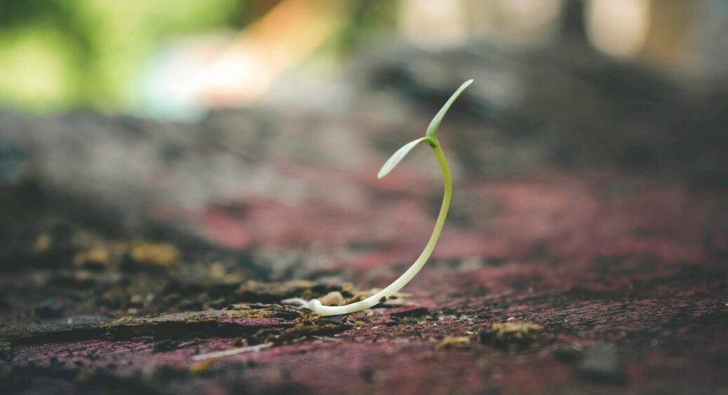 Перше, що потрібно зробити: як виростити міцну і здорову розсаду томатів – незалежно від сорту 