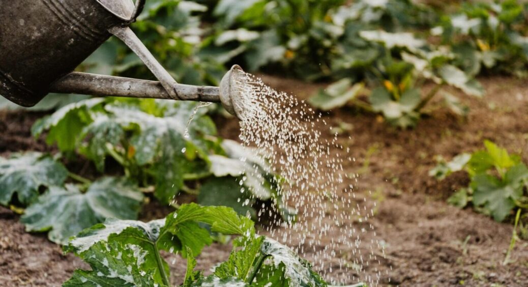 Робота над помилками: як правильно поливати город – що люблять огірки, томати, часник і капуста 