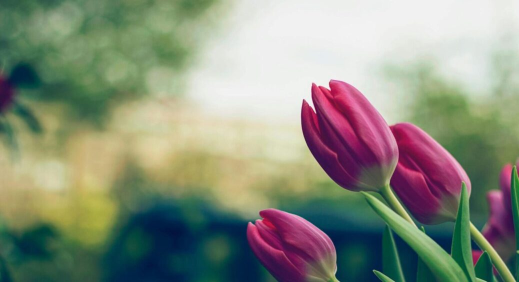 Тільки у березні, а потім буде пізно: що зробити, щоб тюльпани завжди буйно та яскраво цвіли 