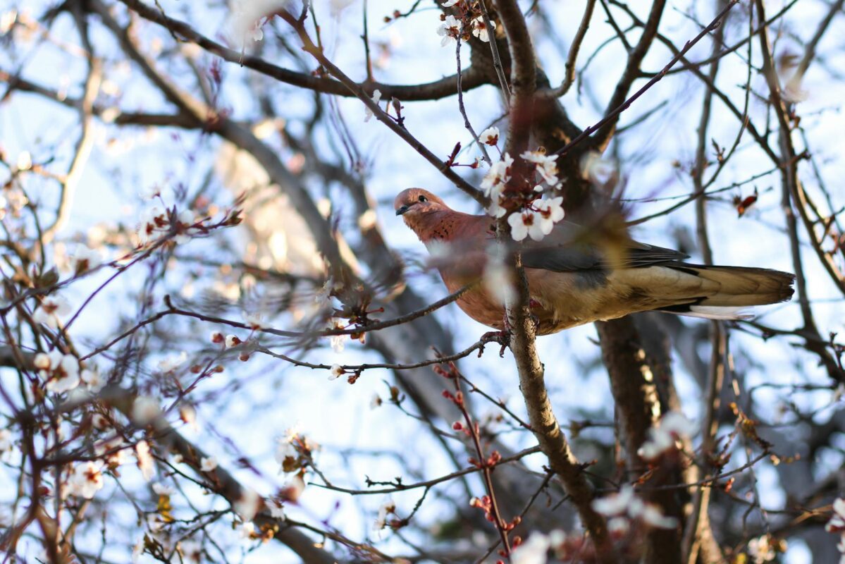 Що потрібно обов'язково обрізати в саду до кінця березня