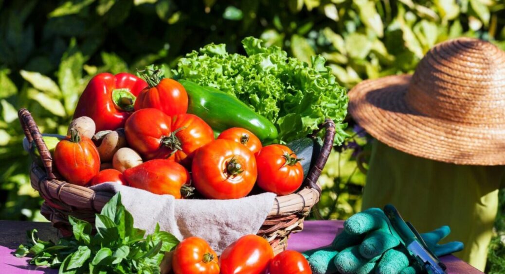 ТОП-12 рослин, які готові до висадки: посадіть їх до Великодня 2025 і збирайте МЕГА врожай 