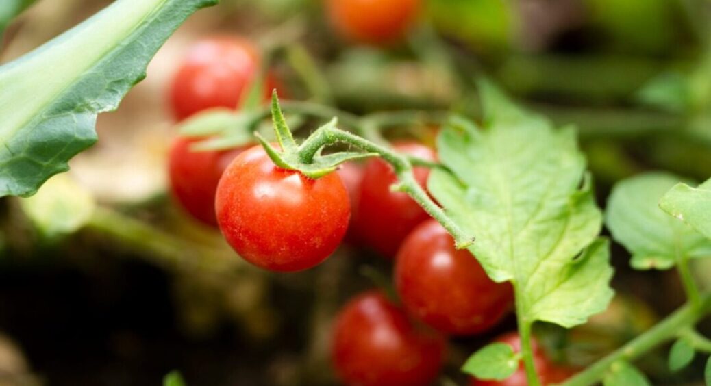 Врожай обох у вас в кишені: посадіть ці культури біля помідорів в 2025-му – сусіди на городі 