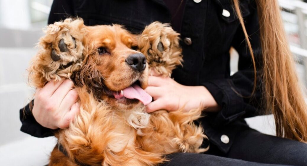 Ветеринари назвали 8 продуктів, якими категорично не можна годувати собак, і ось чому 