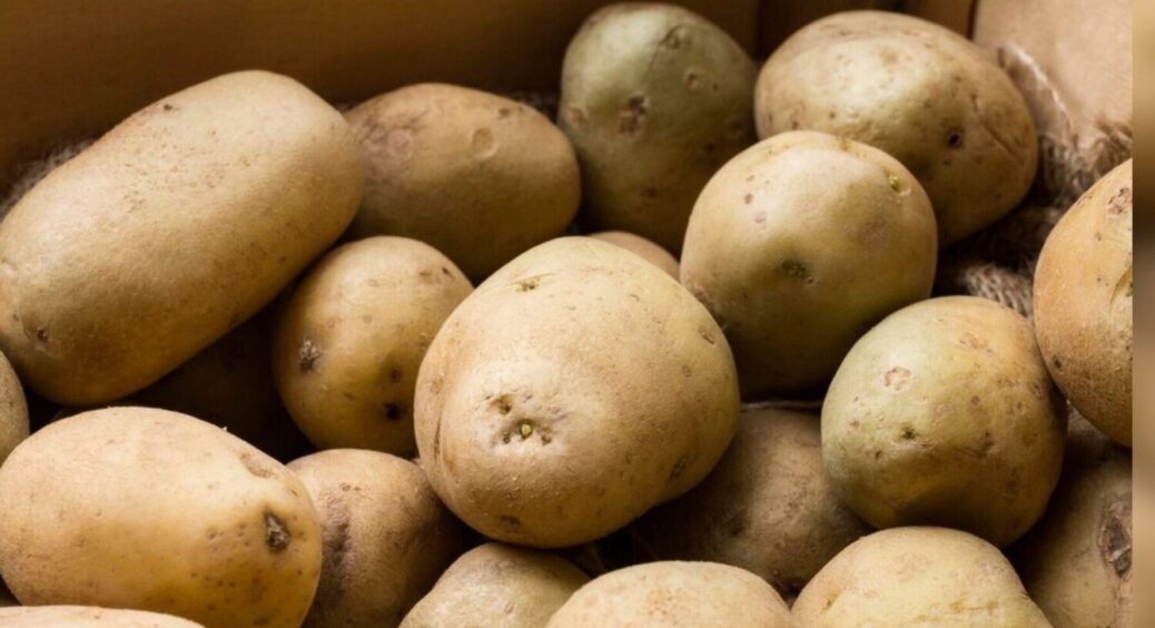 Найсмачніші сорти картоплі 2025: що на пюре, а що на супчик — вибираємо з розумом 