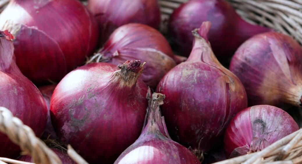 В двох словах – справжнє чудо: підгодуйте цим цибулю навесні 2025 – мій фаворит серед добрив 