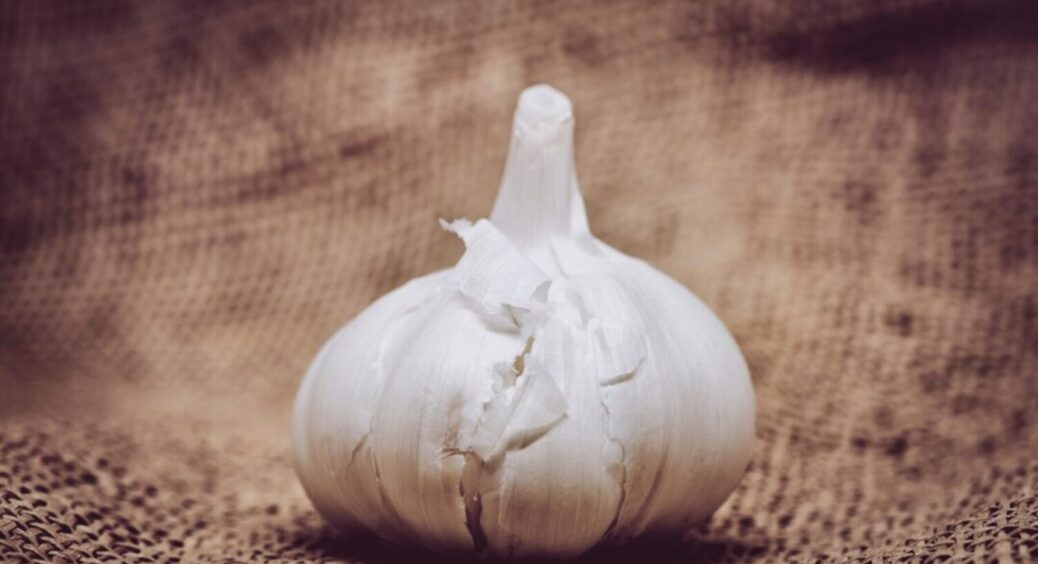 40 г на 10 л і врожай у вас в кишені: підгодуйте цим часник – врожаю буде, хоч продавай 