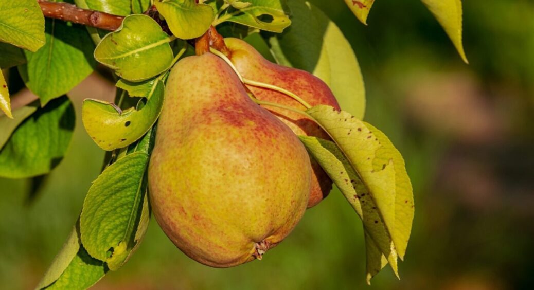 Фантастичний спосіб підживлення: груші налилися соком за 2 тижні, а врожаю ціла гора 