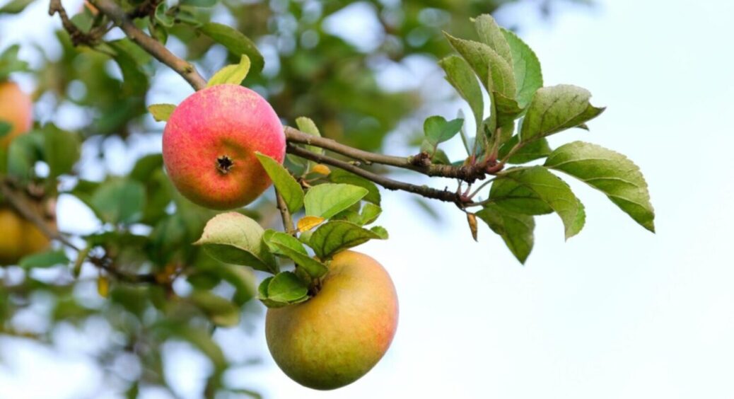 Яблука будуть з дебелий чоловічий кулак: обприскайте цим яблуню – гарант рекордного врожаю 2025 