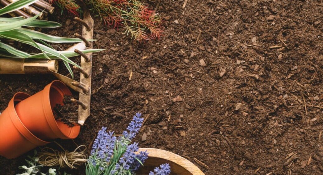 1 дія і ваш бідний ґрунт стане чорноземом: посадіть ці 6 рослин вже в 2025 – врожай в кишені 