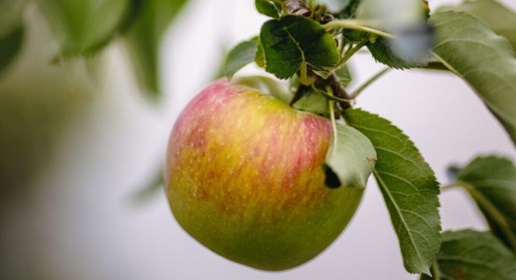 50 грамів в ґрунт і готово: як зібрати рекордну кількість яблук на городі в 2025-му 