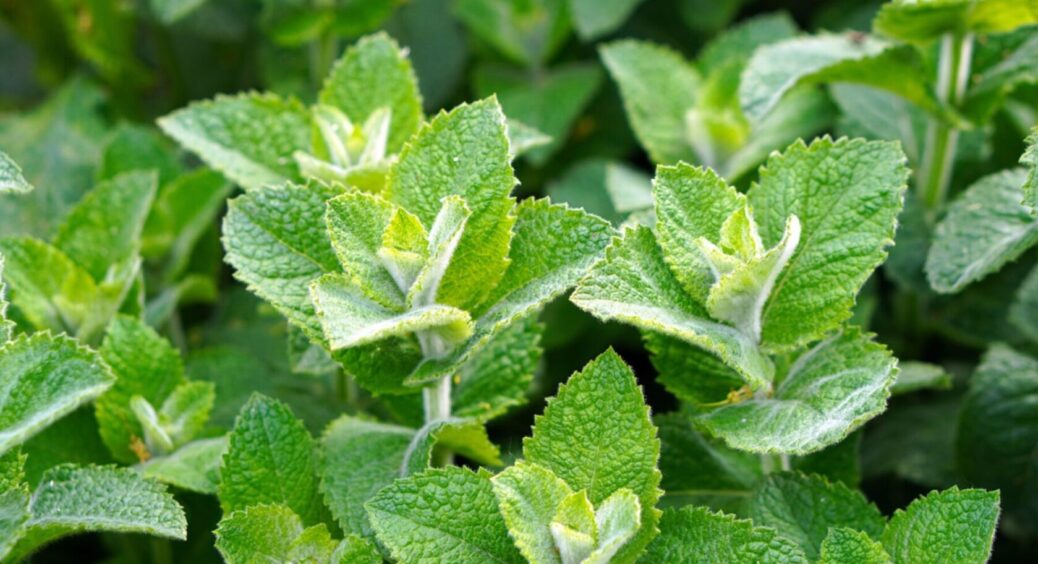 5 сортів на ваш смак! Мʼяту вирощую вже 7 років – сушу на чай постійно. Посадіть і ви 