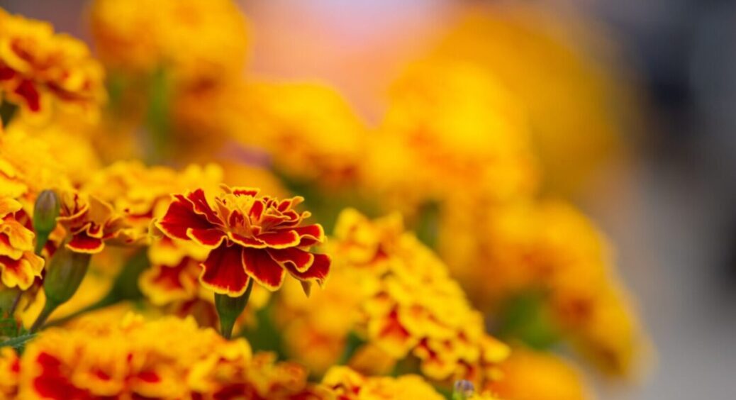 Чорнобривці відцвіли – що робити? 3 прийоми, які треба знати кожному садівнику. Запамʼятайте 