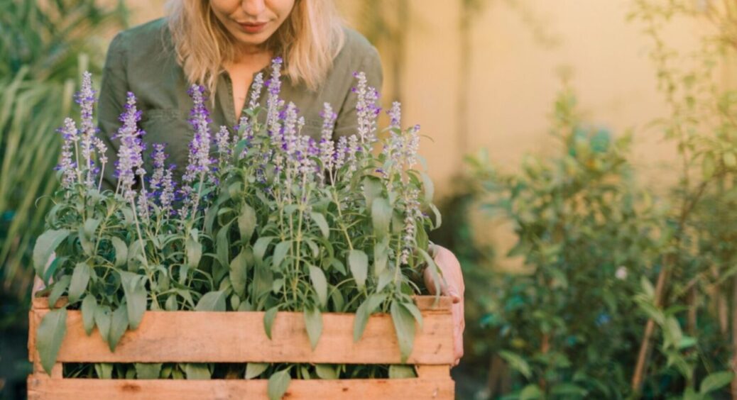 Як виростити ідеальну лаванду? Купляємо 1 кущ – робимо із нього 10: аромат на увесь сад 