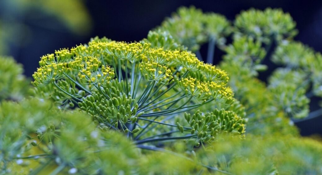 Як прибрати нітрати і пестициди із зелені: 5 порад, як поводитись з петрушкою, кропом і салатом 