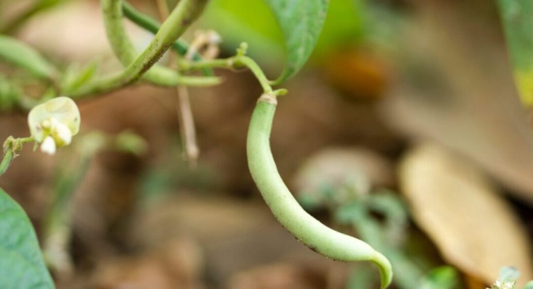 Білокрилка на квасолі – прощавай, врожай! Як впоратися з цим шкідником: 2 швидких способи 